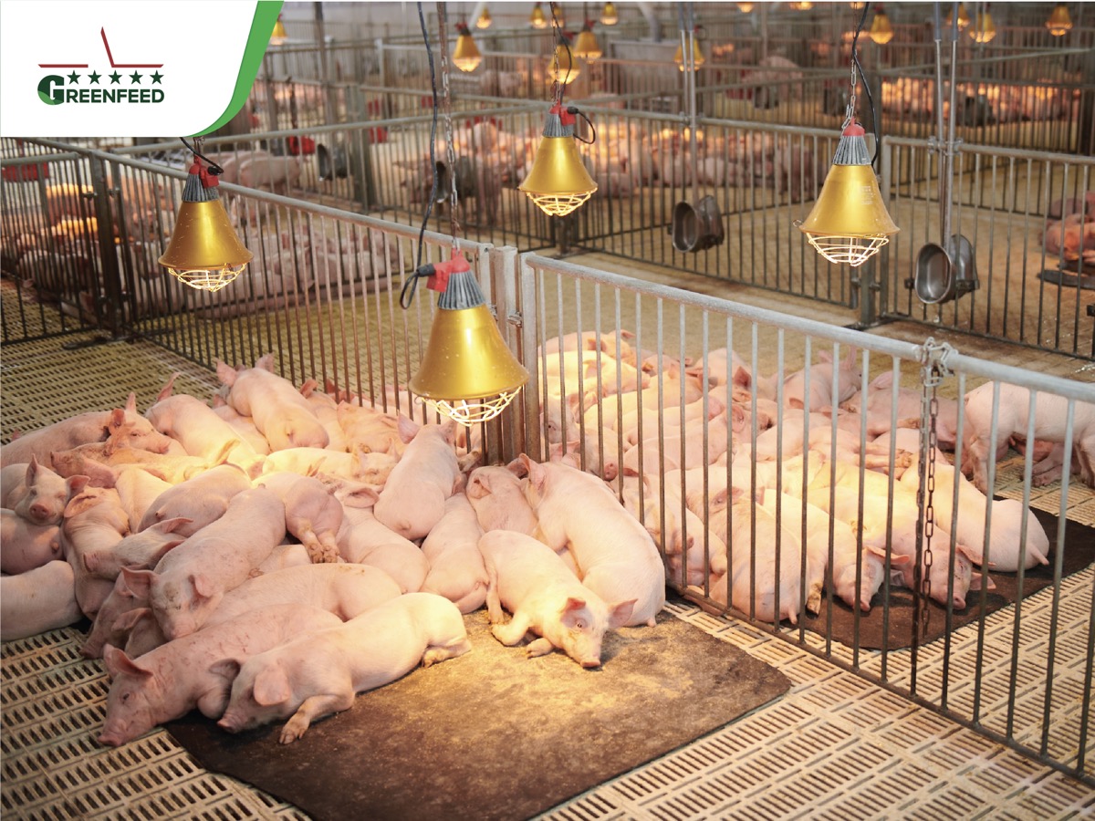 GREENFEED Việt Nam lần thứ 2 đạt được giải thưởng quốc tế