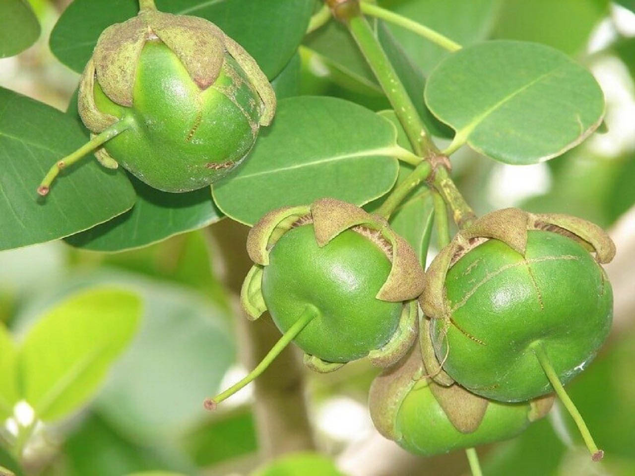 Đặc sản miền Tây