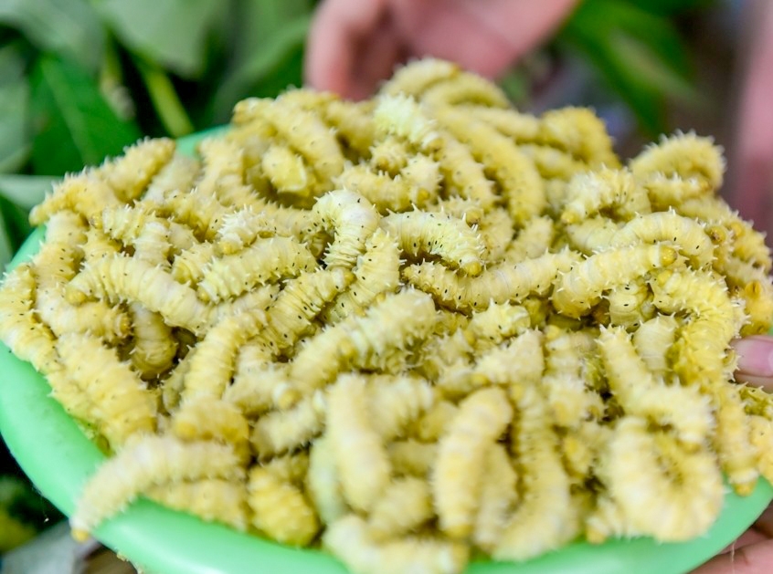 Nghề nuôi tằm