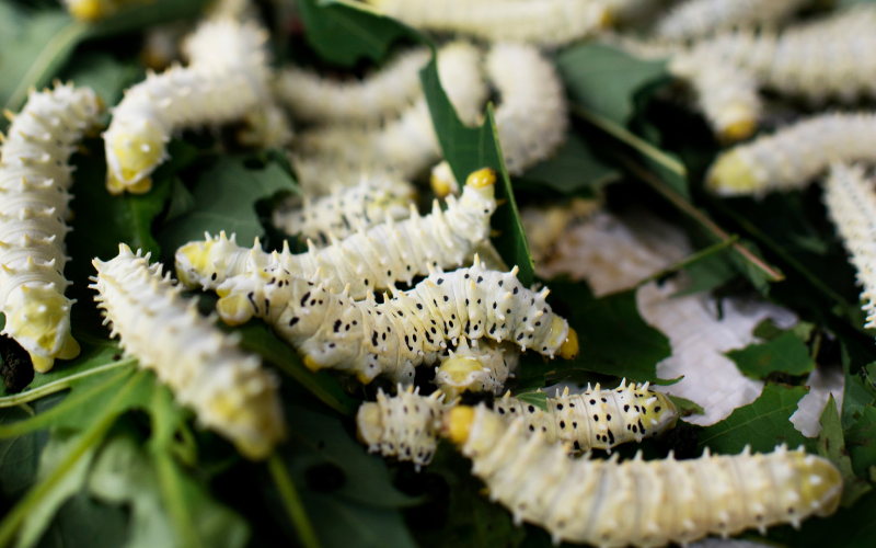 Nghề nuôi tằm