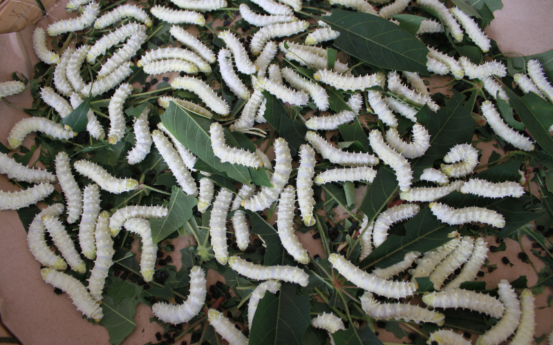 Nghề nuôi tằm