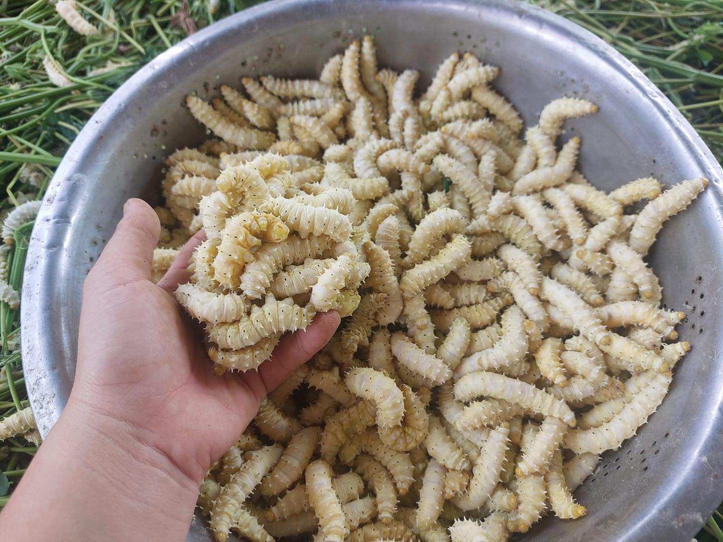Nghề nuôi tằm