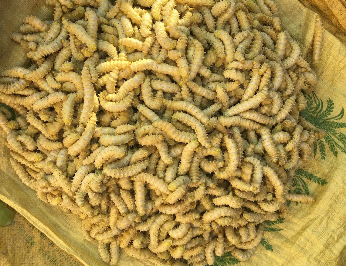 Nghề nuôi tằm