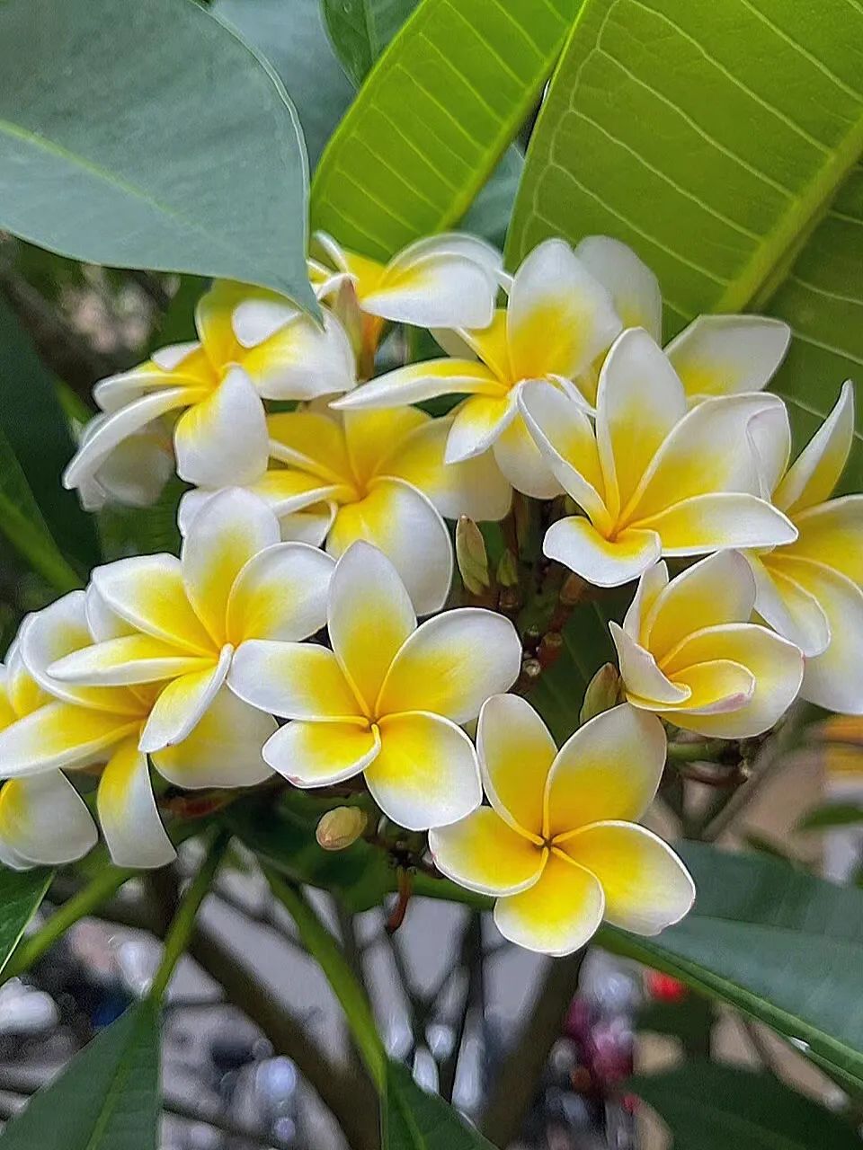 Ẩm thực Vân Nam (Trung Quốc)