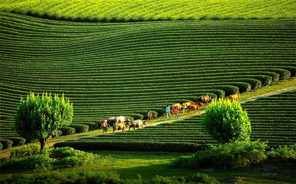 Nghỉ dưỡng chữa lành