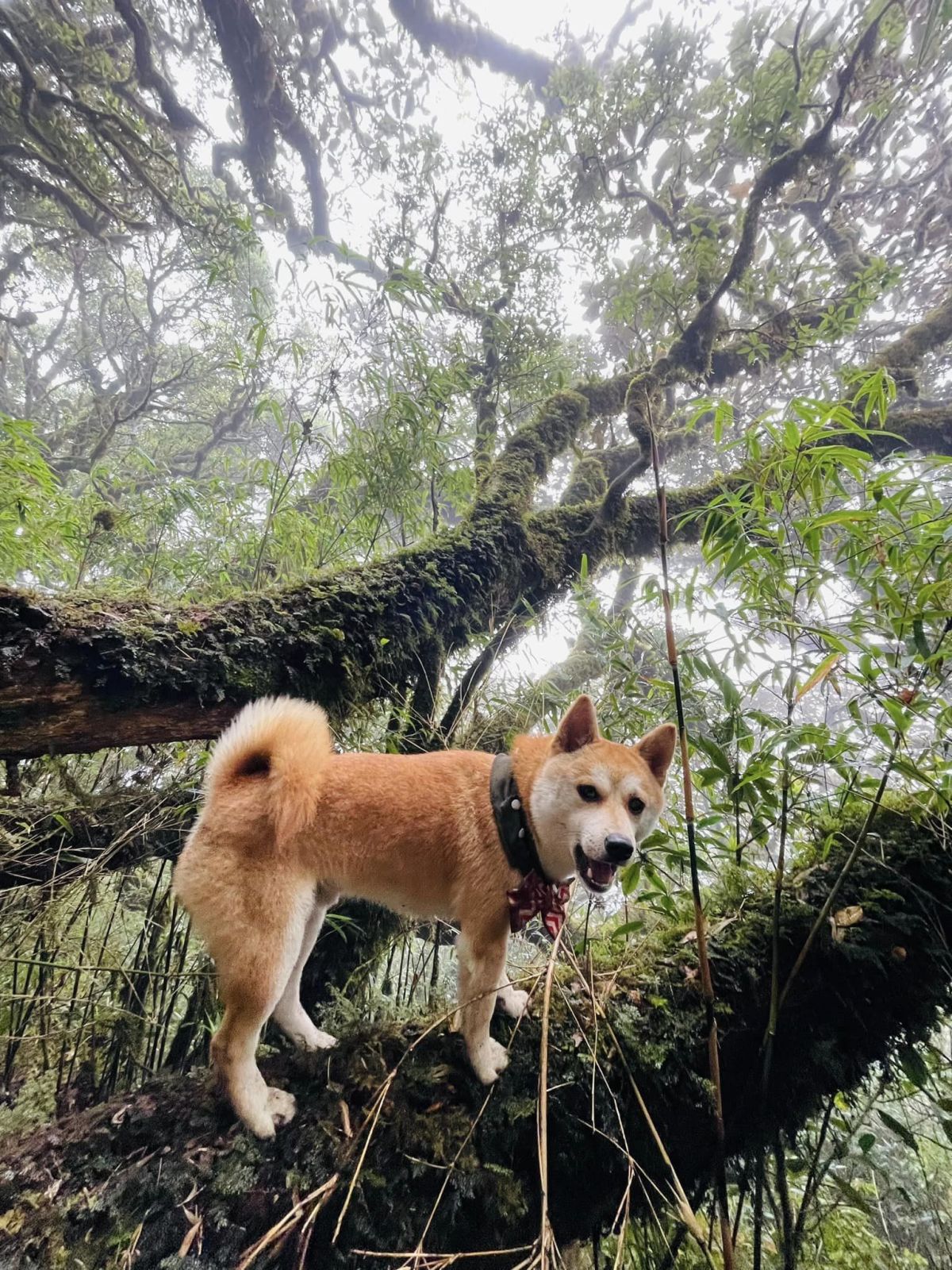 Chú chó trekking 7 đỉnh núi cao Việt Nam