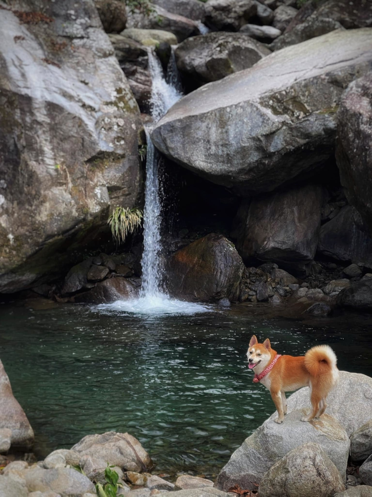 Chú chó trekking 7 đỉnh núi cao Việt Nam