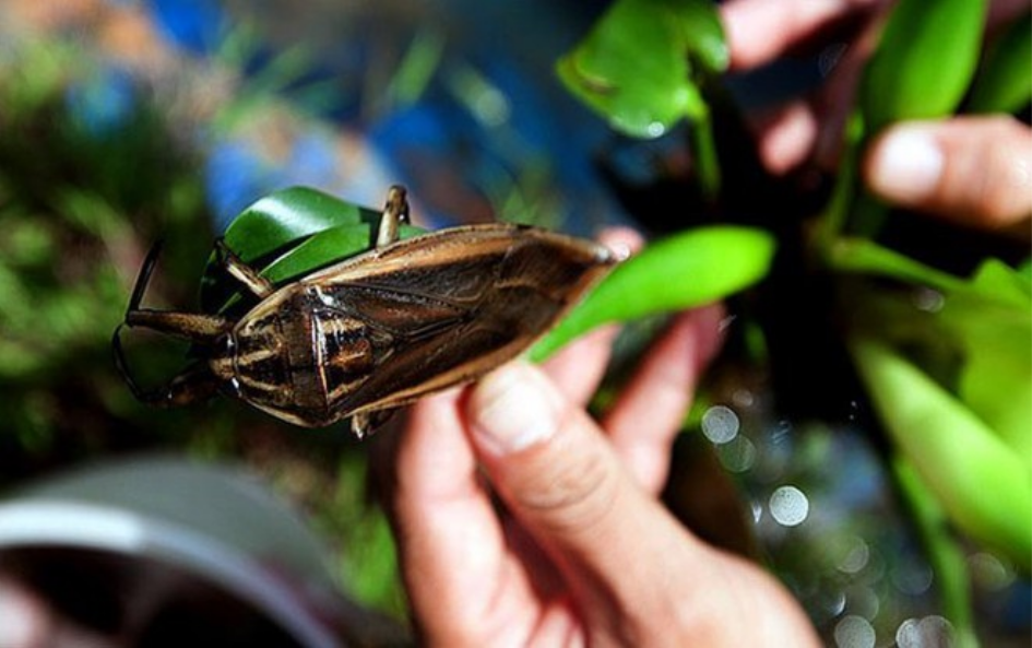 Bánh cuốn cà cuống