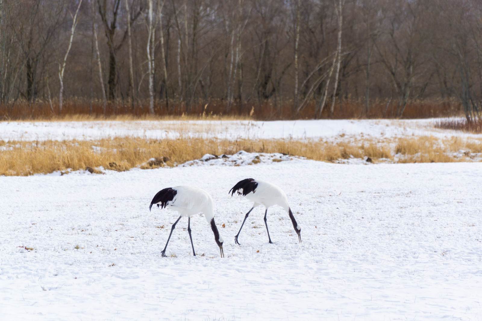 Các trạm dừng chân không nên bỏ lỡ khi đến xứ tuyết Hokkaido