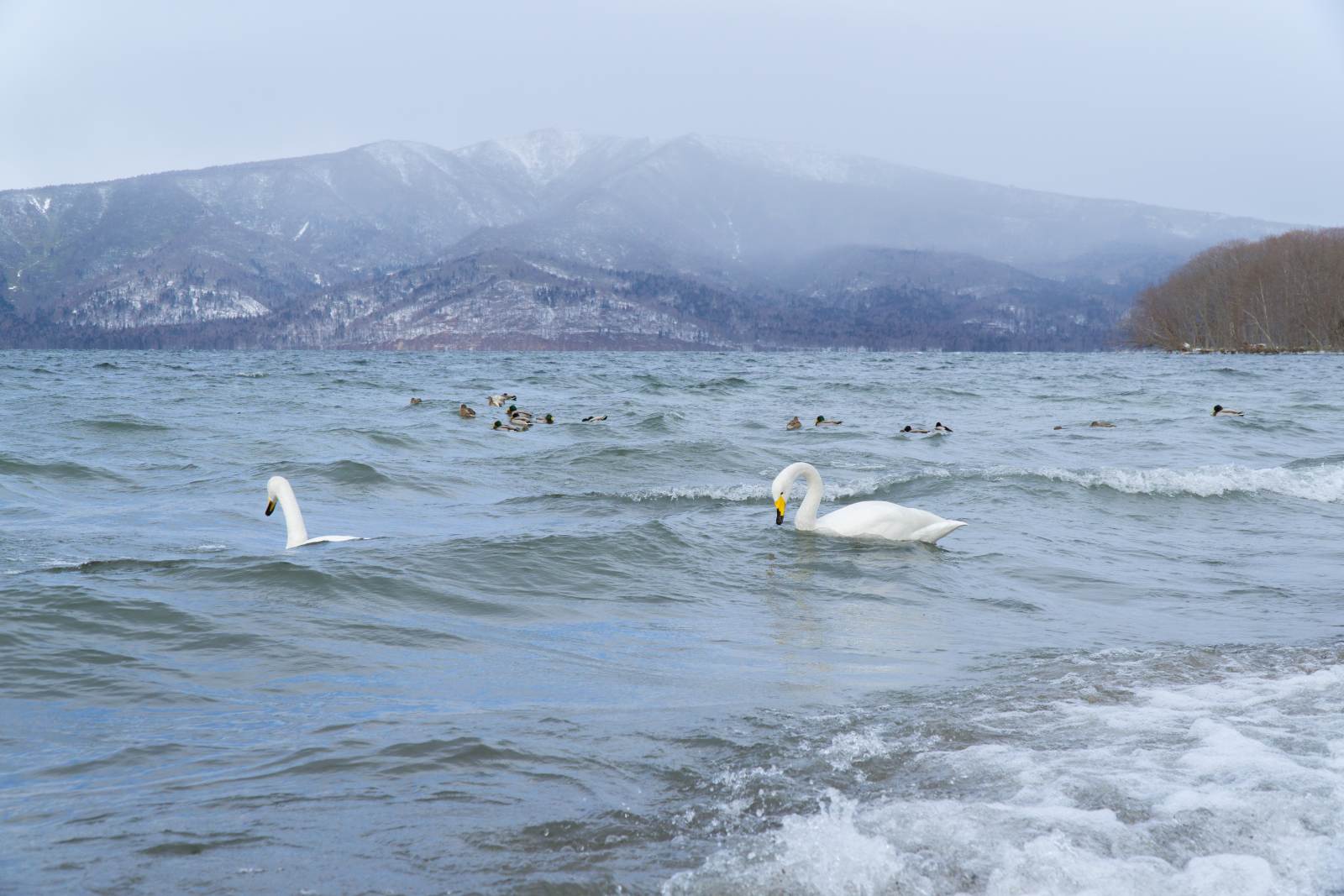 Các trạm dừng chân không nên bỏ lỡ khi đến xứ tuyết Hokkaido