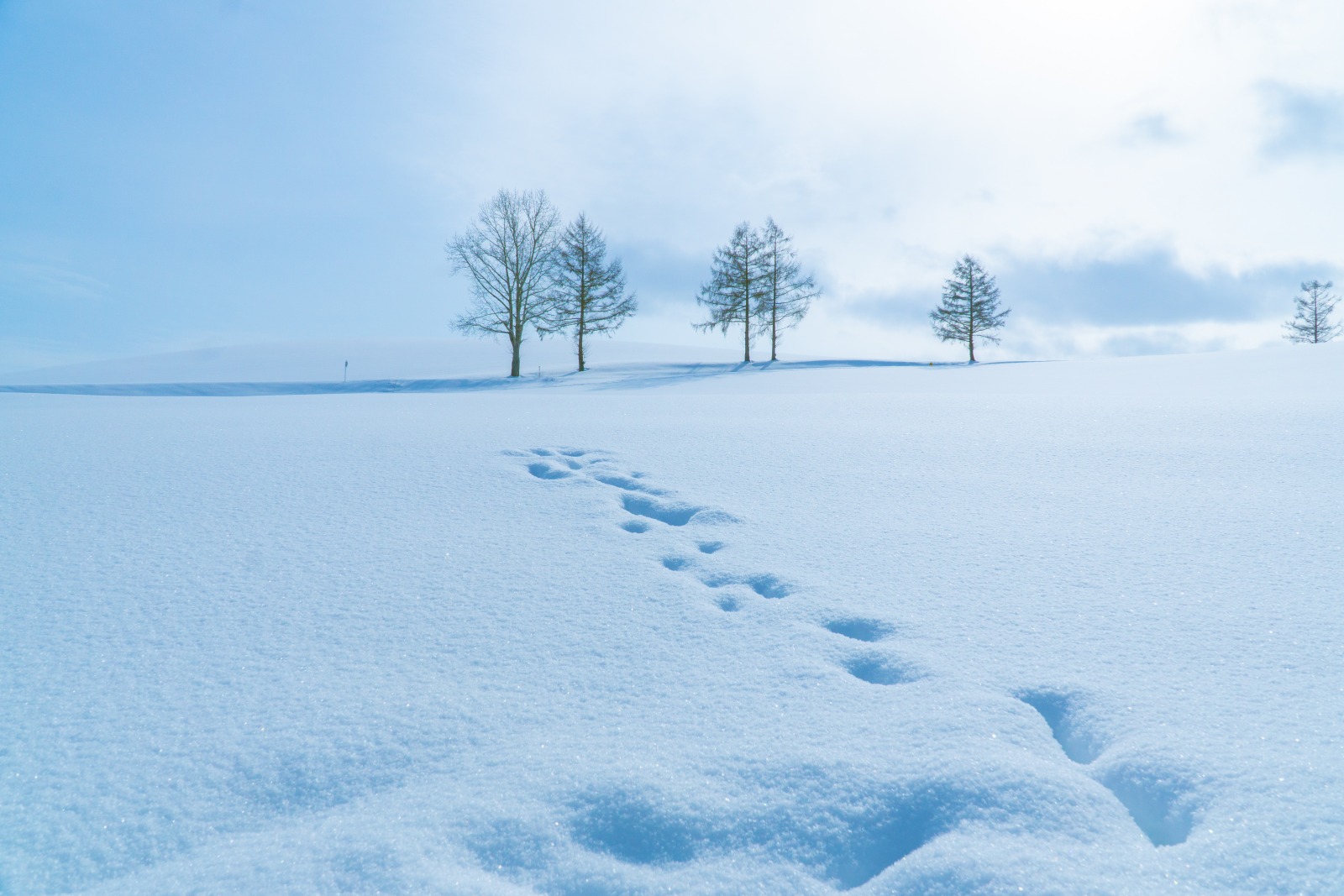 Các trạm dừng chân không nên bỏ lỡ khi đến xứ tuyết Hokkaido