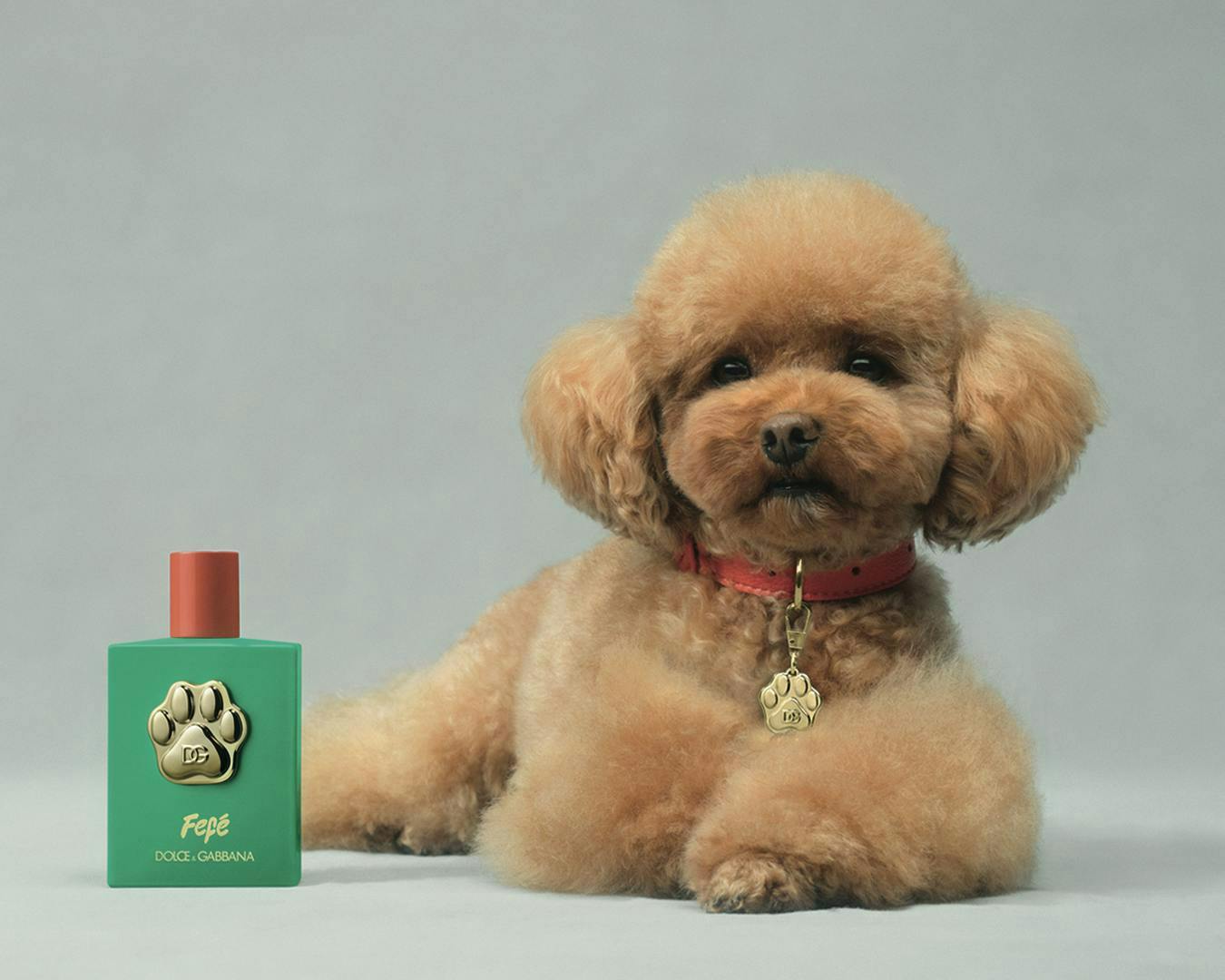 Nước hoa Dolce&Gabbana
