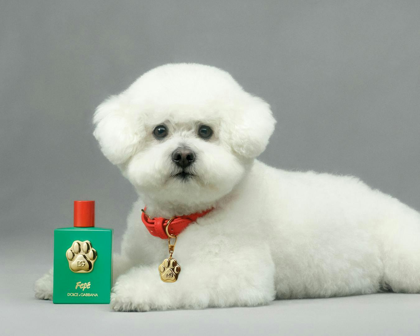 Nước hoa Dolce&Gabbana
