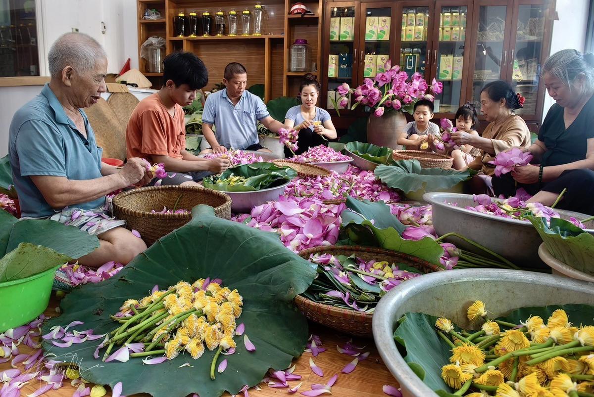 Trà sen Tây Hồ