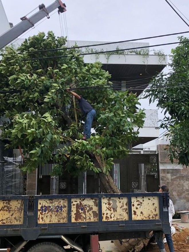 Bố chải là ai