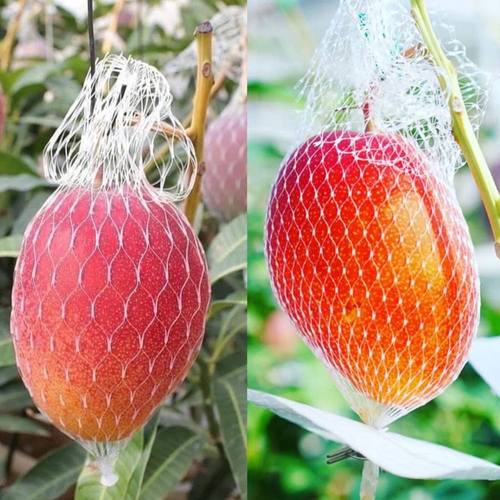 8 loại quả đắt nhất thế giới, có loại quả có mức giá bằng một nửa căn nhà