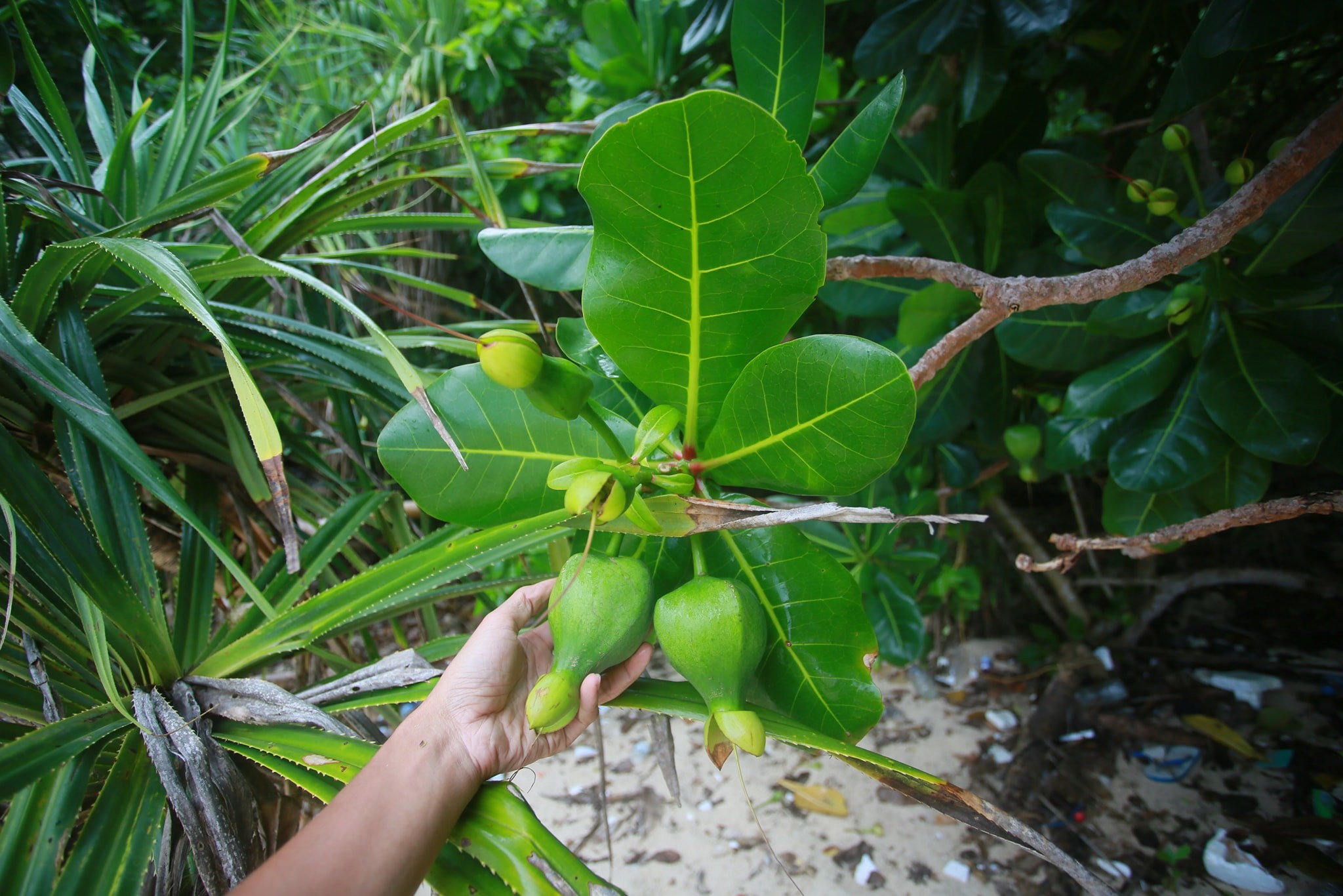 Du lịch Bali