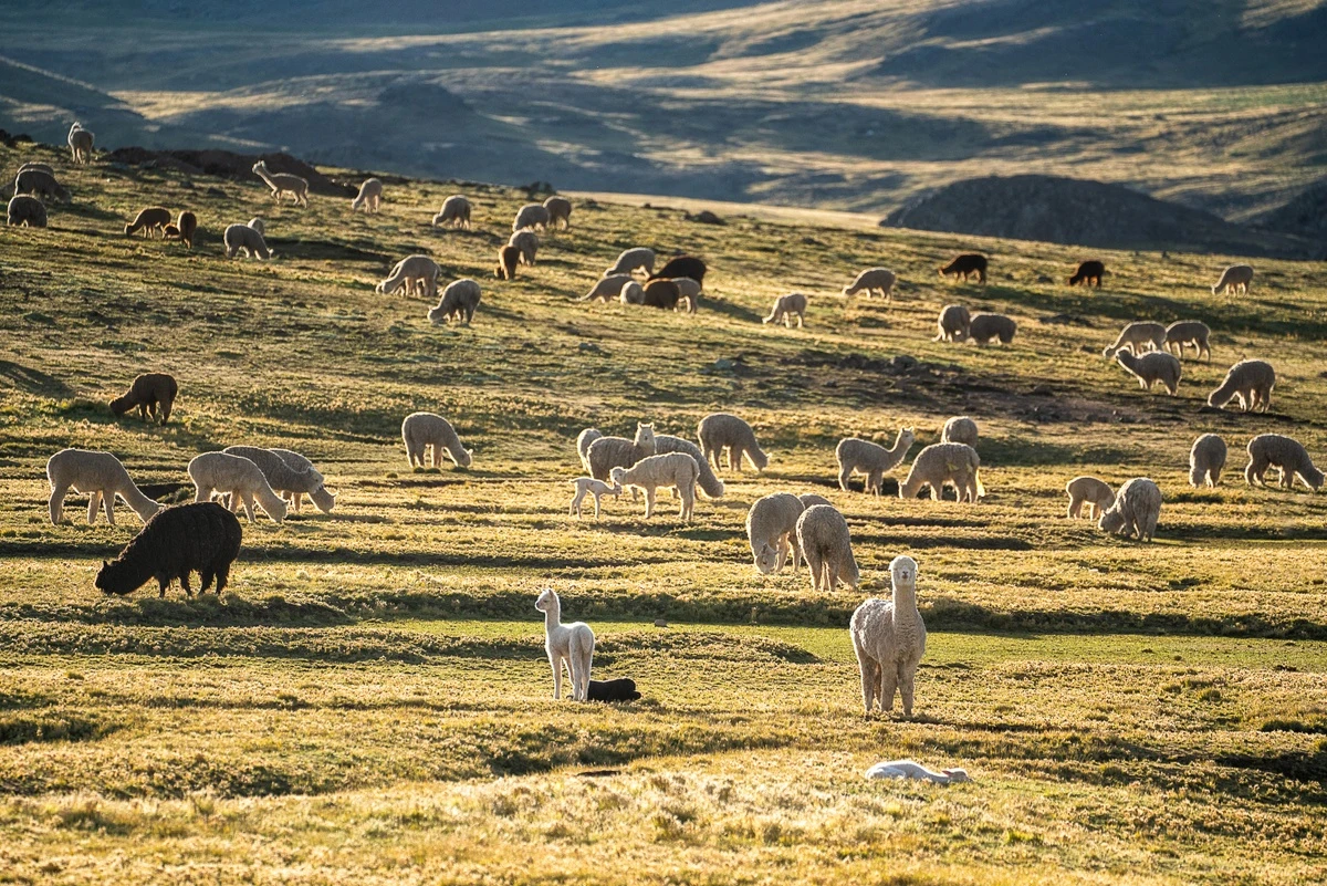 Du lịch Peru ngắm hình vẽ bí ẩn khổng lồ