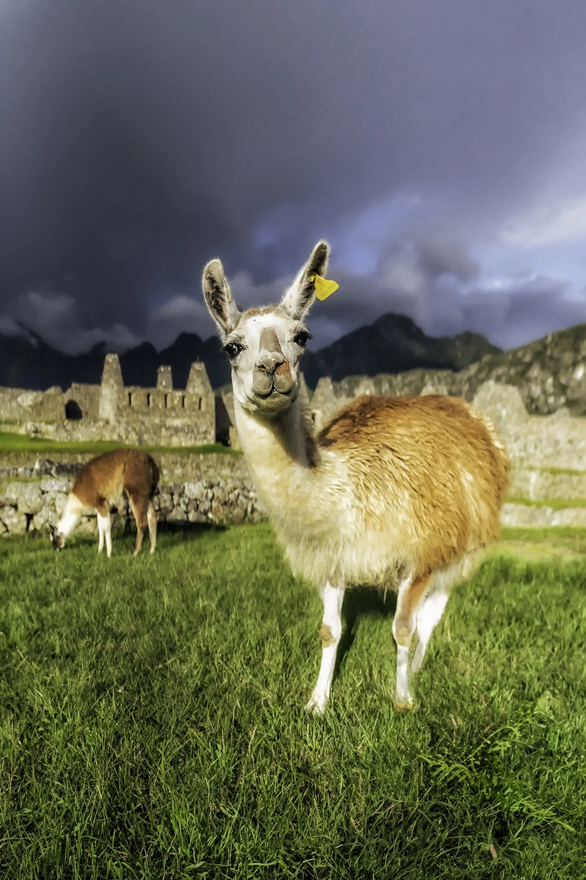 Du lịch Peru ngắm hình vẽ bí ẩn khổng lồ