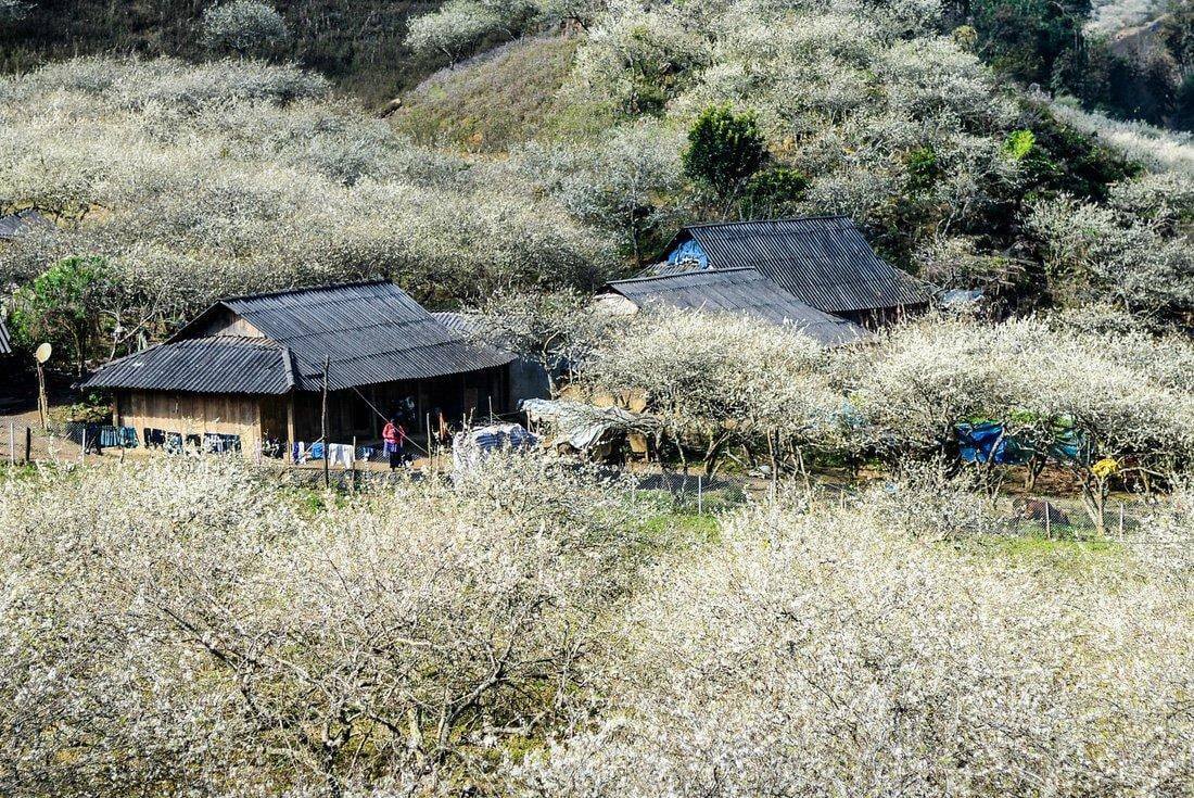 Du lịch Mộc Châu
