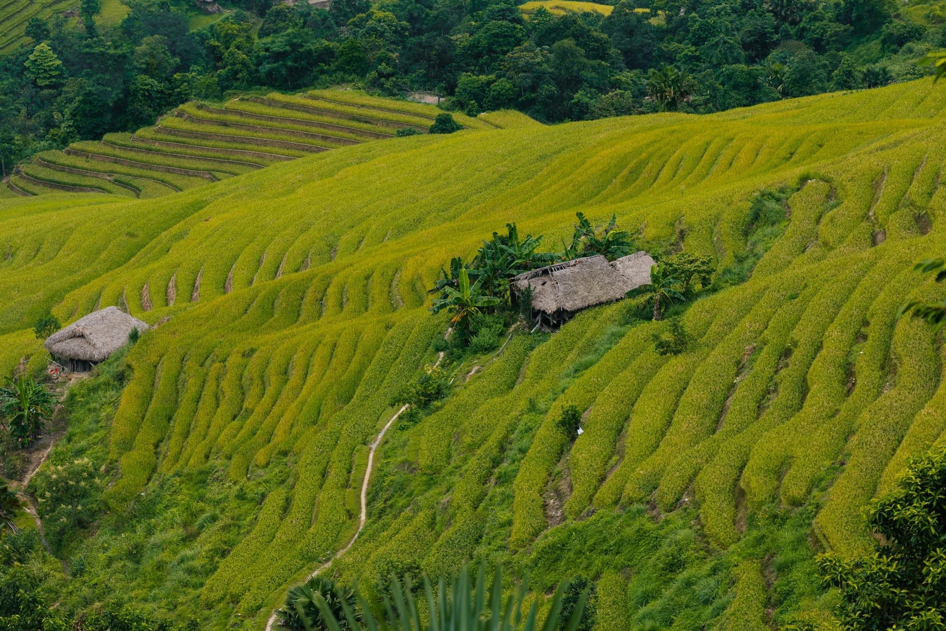 Hoàng Su Phì Hà Giang