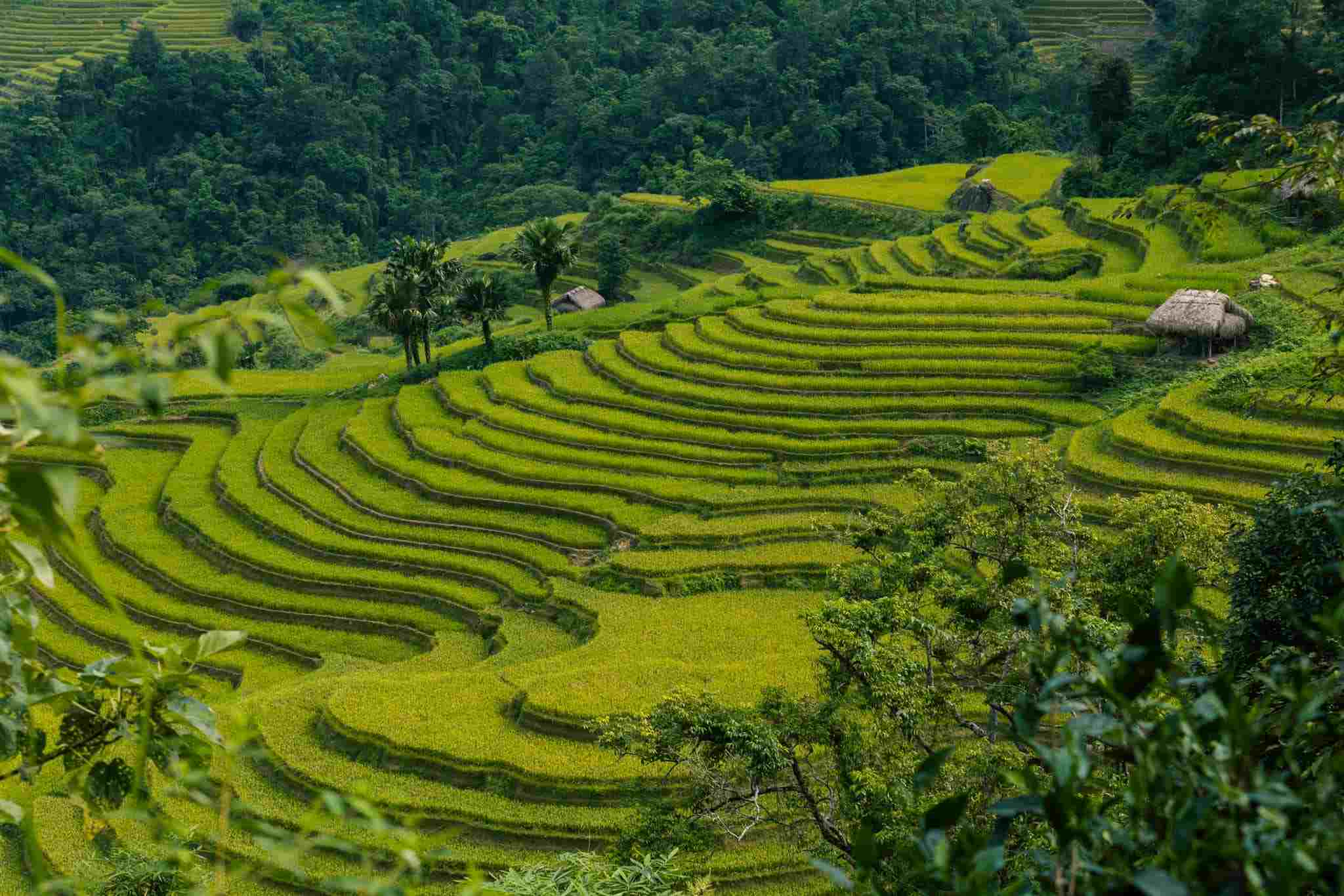 Hoàng Su Phì Hà Giang