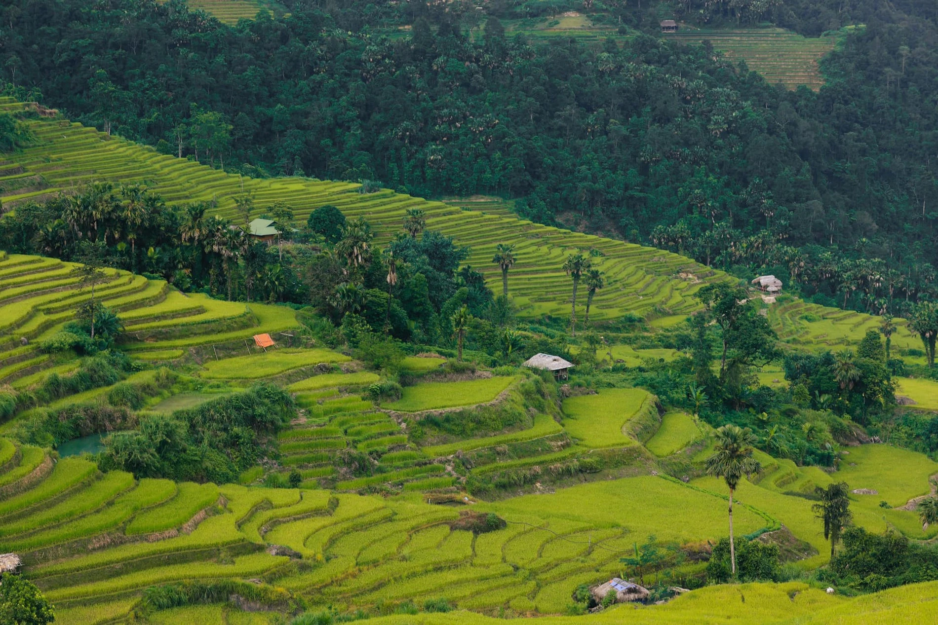 Hoàng Su Phì Hà Giang