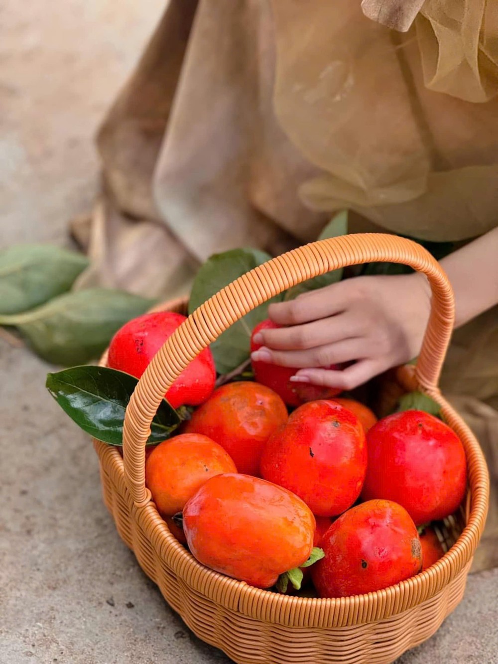 Mùa hồng Đà Lạt