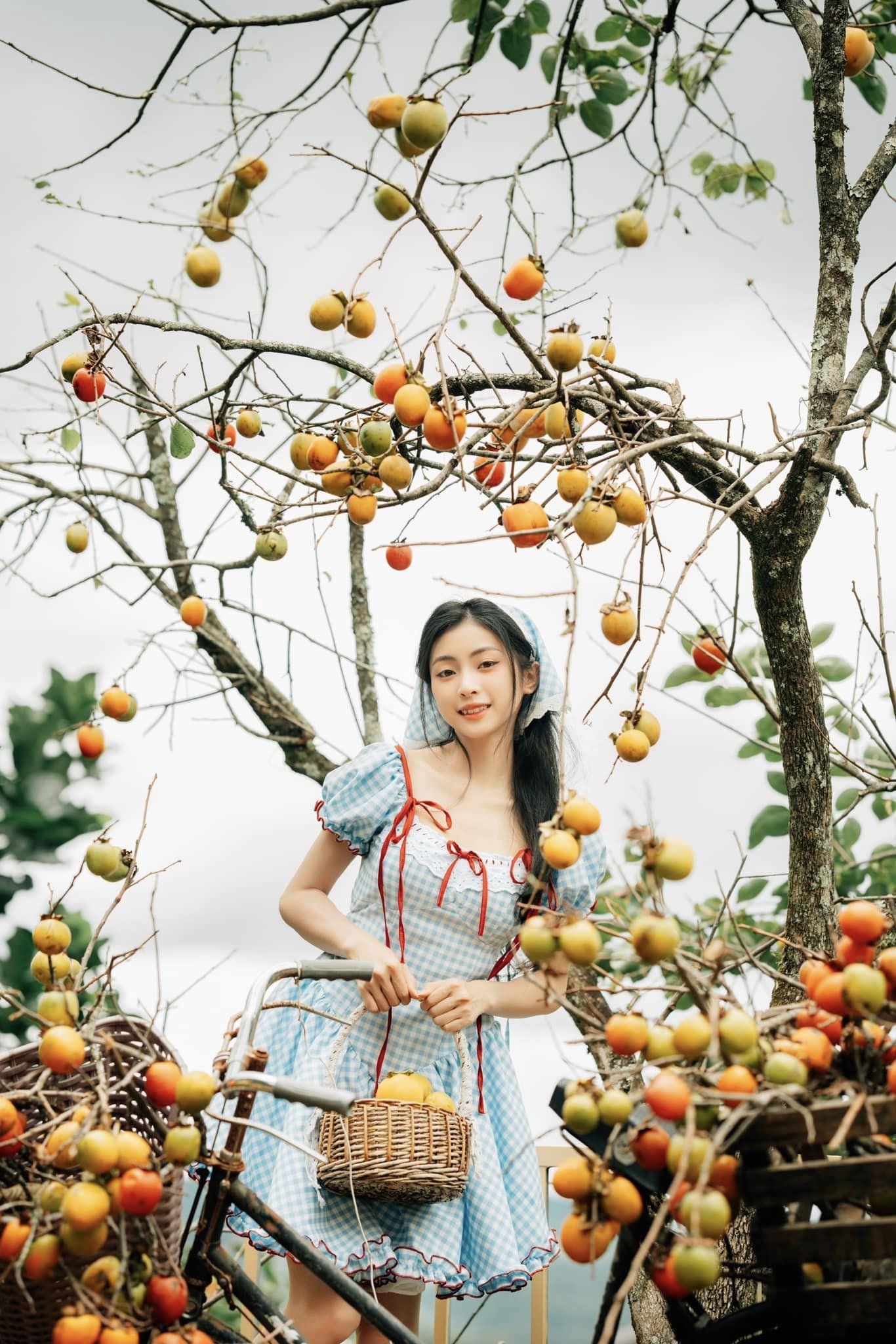 Mùa hồng Đà Lạt