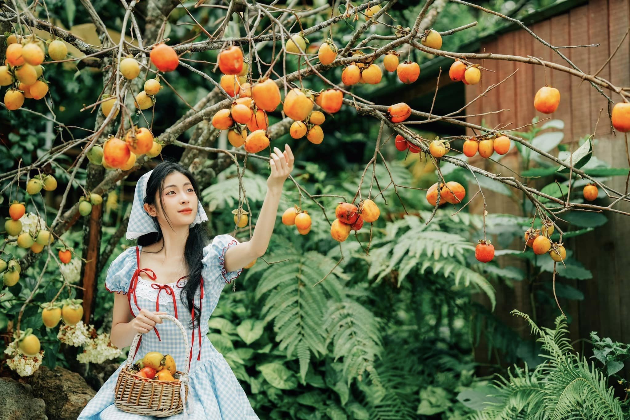 Mùa hồng Đà Lạt