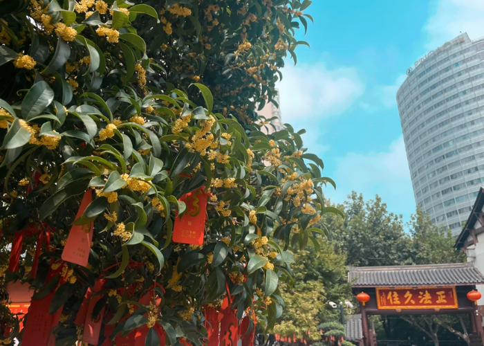 Du lịch Thượng Hải