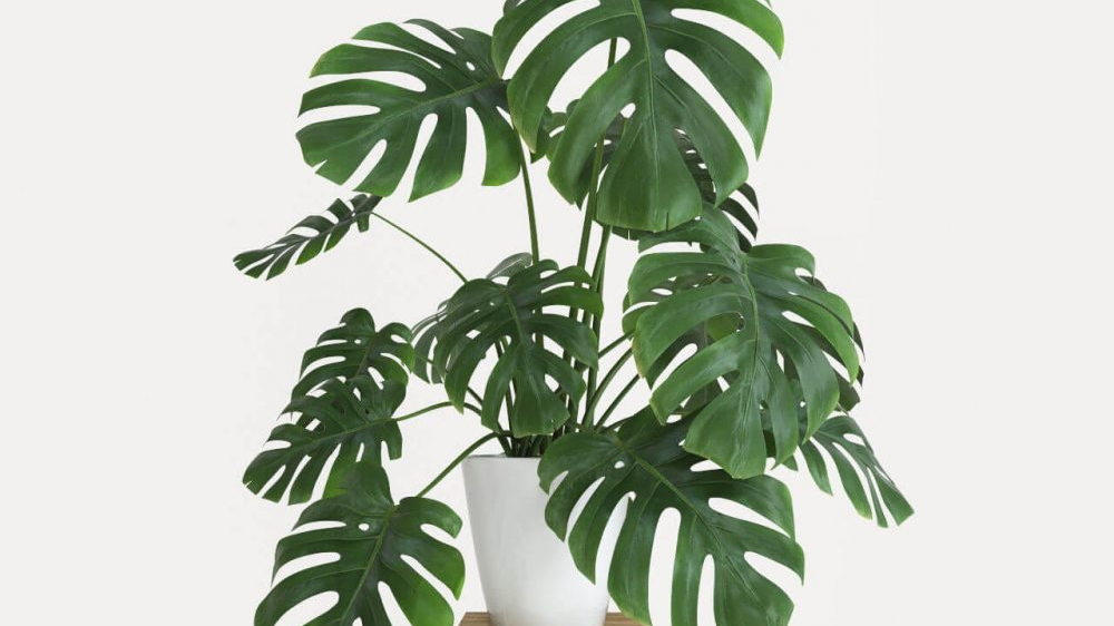 11 cây phong thủy “gọi tài lộc”: Đặt đúng chỗ, vận mệnh lên hương