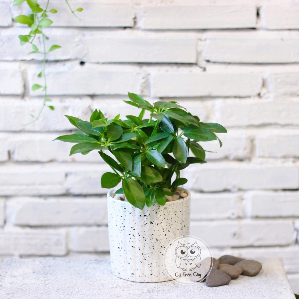 Ngũ gia bì – Lá bùa xanh của tài lộc và bình an trong nhà bạn