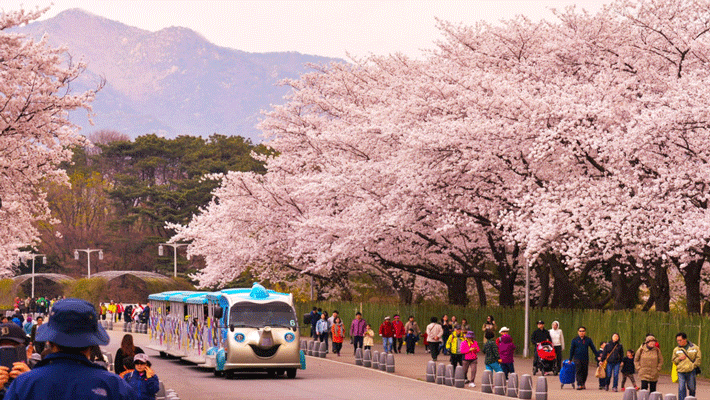 Top 4 tour ngắm hoa anh đào tuyệt đẹp khởi hành từ TP.HCM