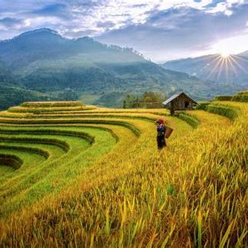 Mùa vàng Tây Bắc
