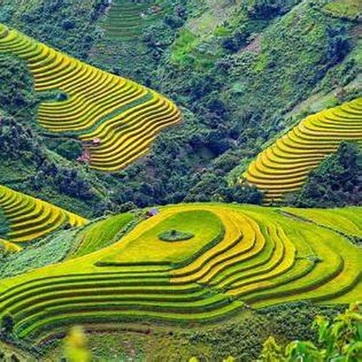 Ruộng bậc thang Tây Bắc